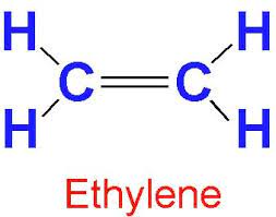 Ethylene: Accidental Hormone or Pheromone